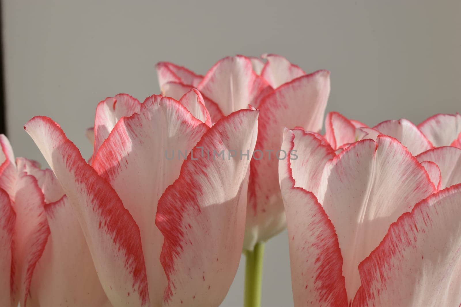 White tulips with red strips on the petals on the gray blurred background. Two colored tulip flowers closeup