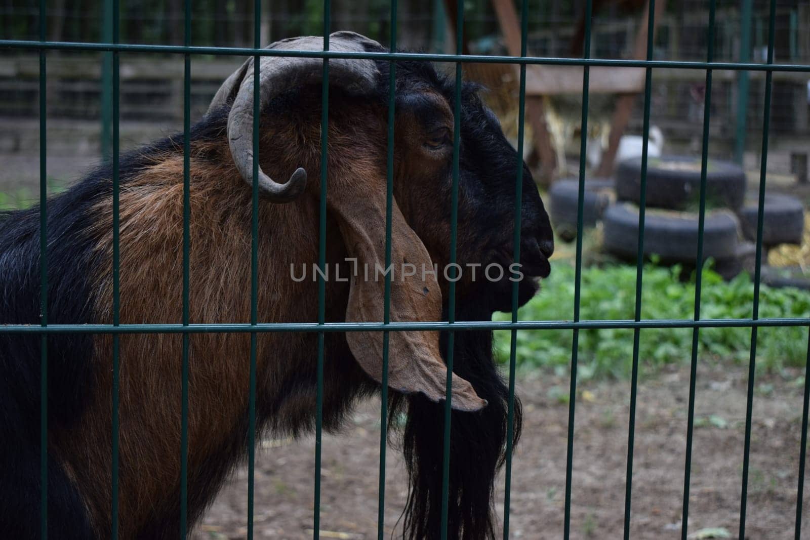 Portrait of a ram ,furry tur with curved big horns. Mountain sheep, goat close up portrait . Bighorn ram posing