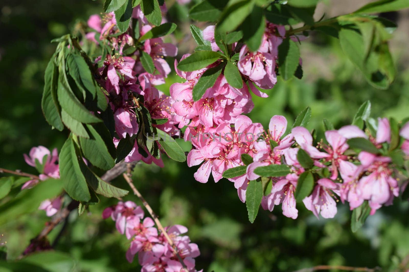Sakura blossom in springtime, beautiful pink flowers in nature condition. Pink flowers and buds of dwarf Russian almond (Prunus tenella Batsch). Spring flowering dwarf almond. Shallow depth of field