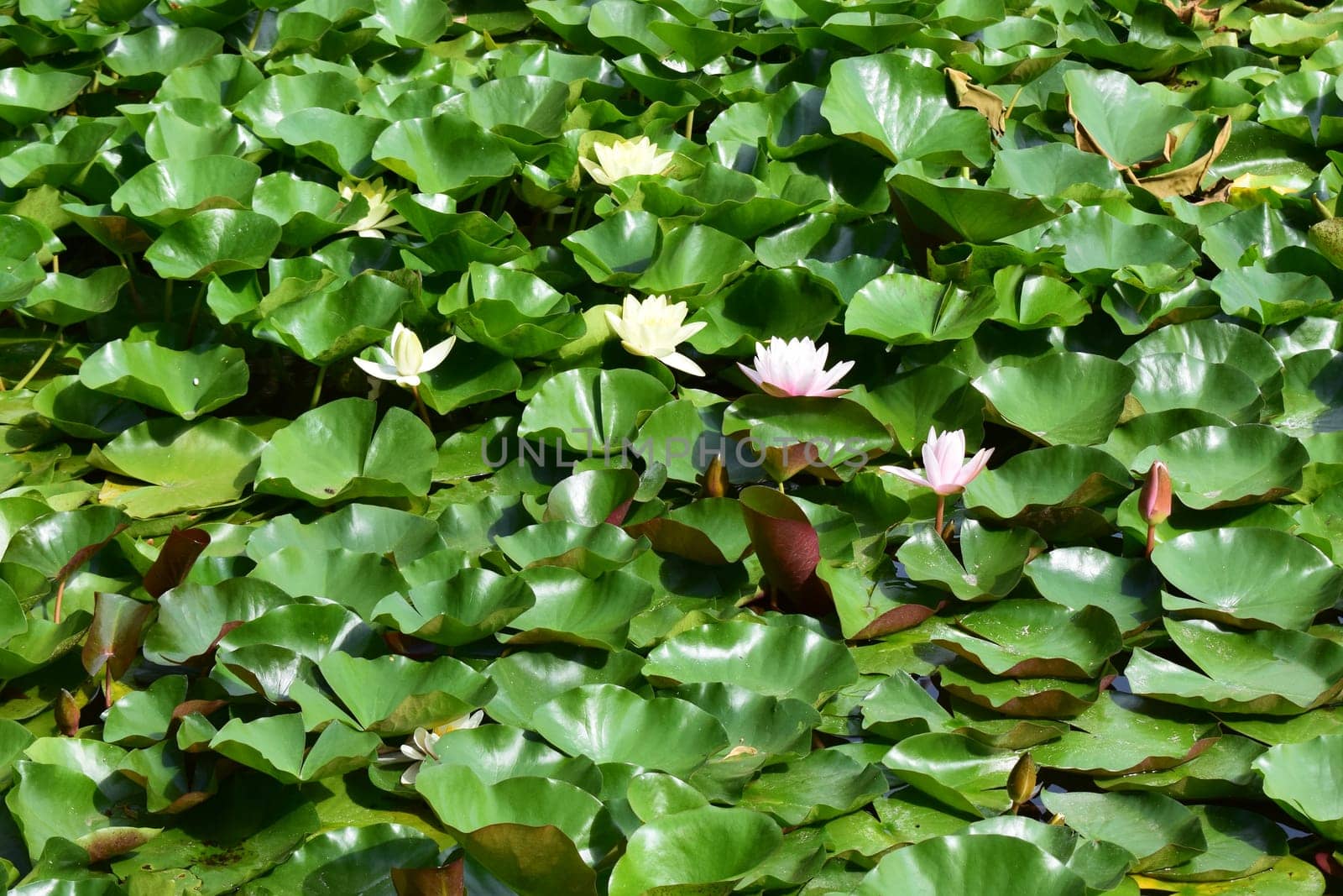 Yellow lotus flowers blooming in a beautiful lotus pond.
