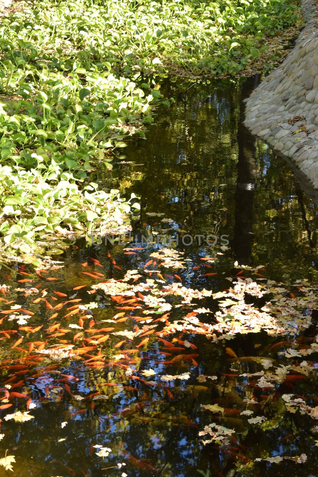 Colorful Japanese Carp fish ( Nishikigoi ) in a lovely Koi pond in a garden. Carp fish pond and refraction from sunlight.Beautiful koi fish swimming in the pond.