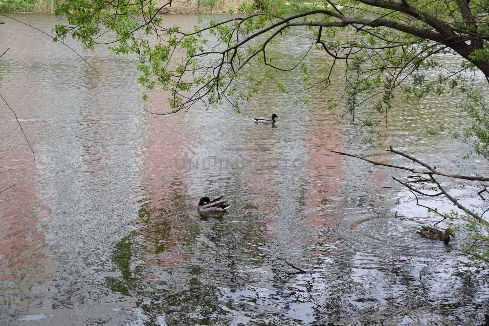 Group of mallard ducks swimming in the lake with two males and one female duck