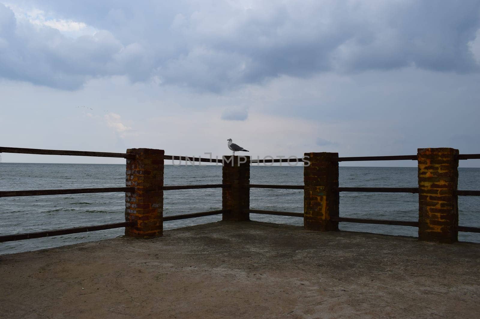 One seagull sits on a old sea pier. The European herring gull, Seagull on the beach pier railing. Close-up of seagull bird.