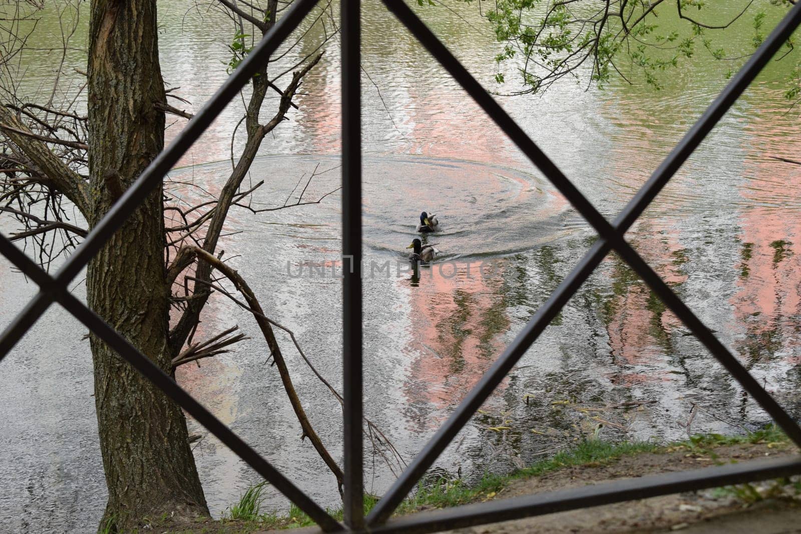 Two ducks in the pond. Two mallards swimming in a pond. Beautiful waterfowls.