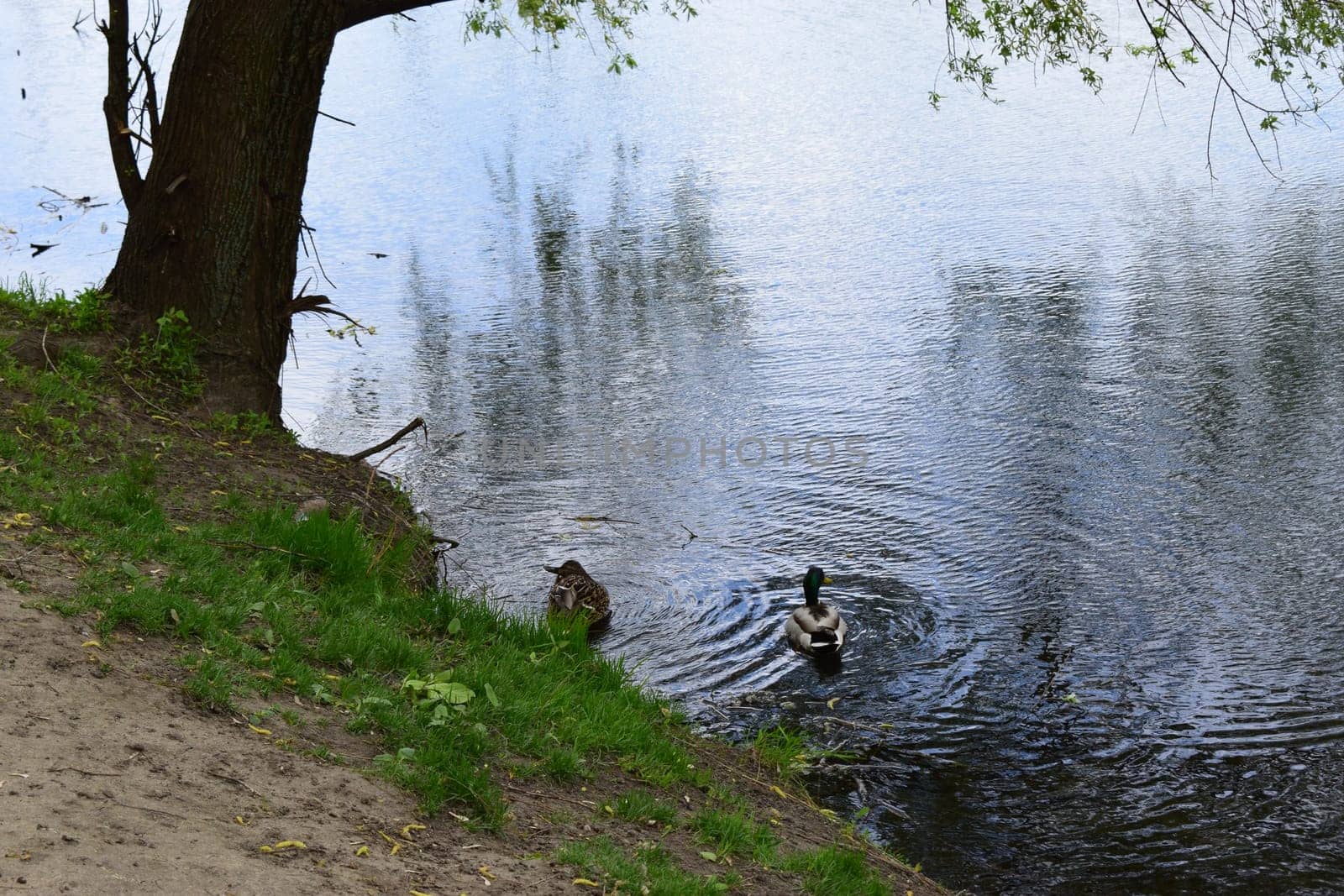 Duck and drake swim along the grassy shore. Wildlife in the city. Birds on the river bank in the city.