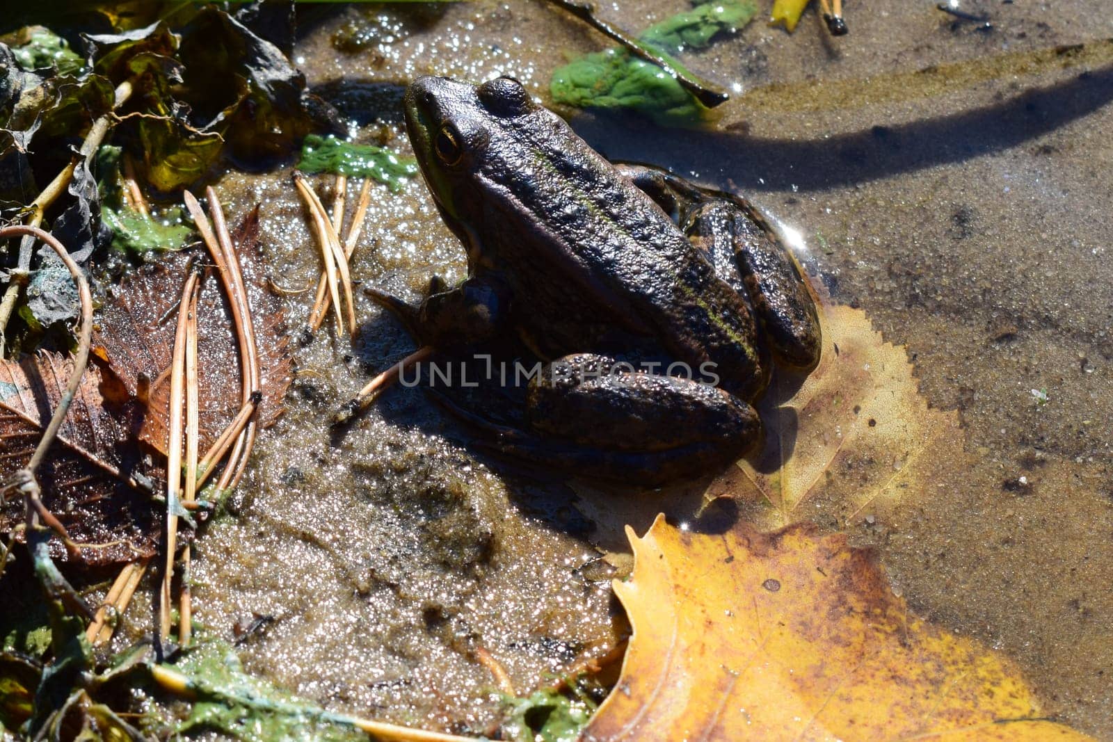 Pool frog in a forest lake. Cute and funny common green frog. Beautiful and colorful amphibian endangered by habitat loss. A green frog sitting in a water.