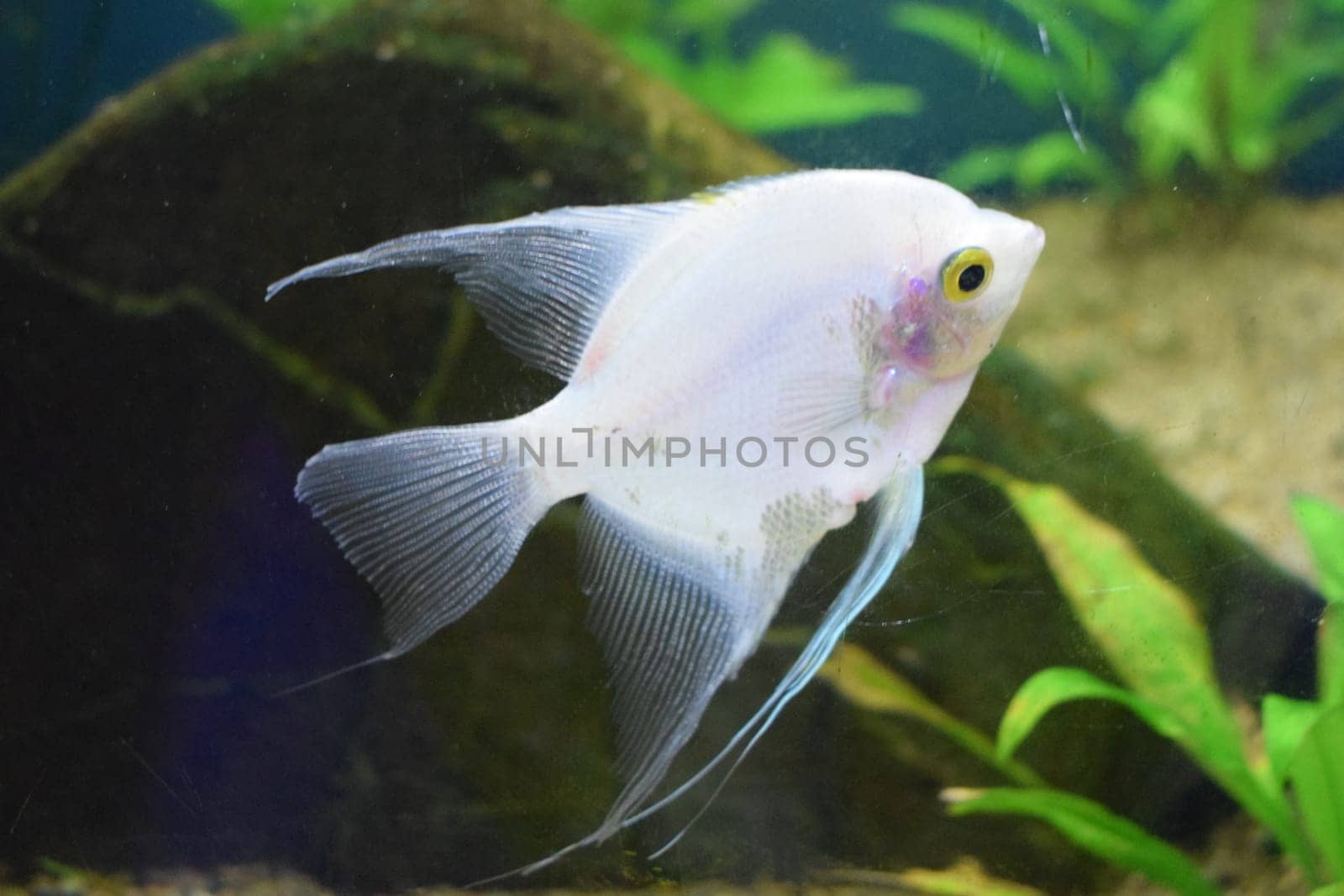 Fresh water planted aquarium with silver angelfish. Angelfish in tank fish with blurred background (Pterophyllum scalare)