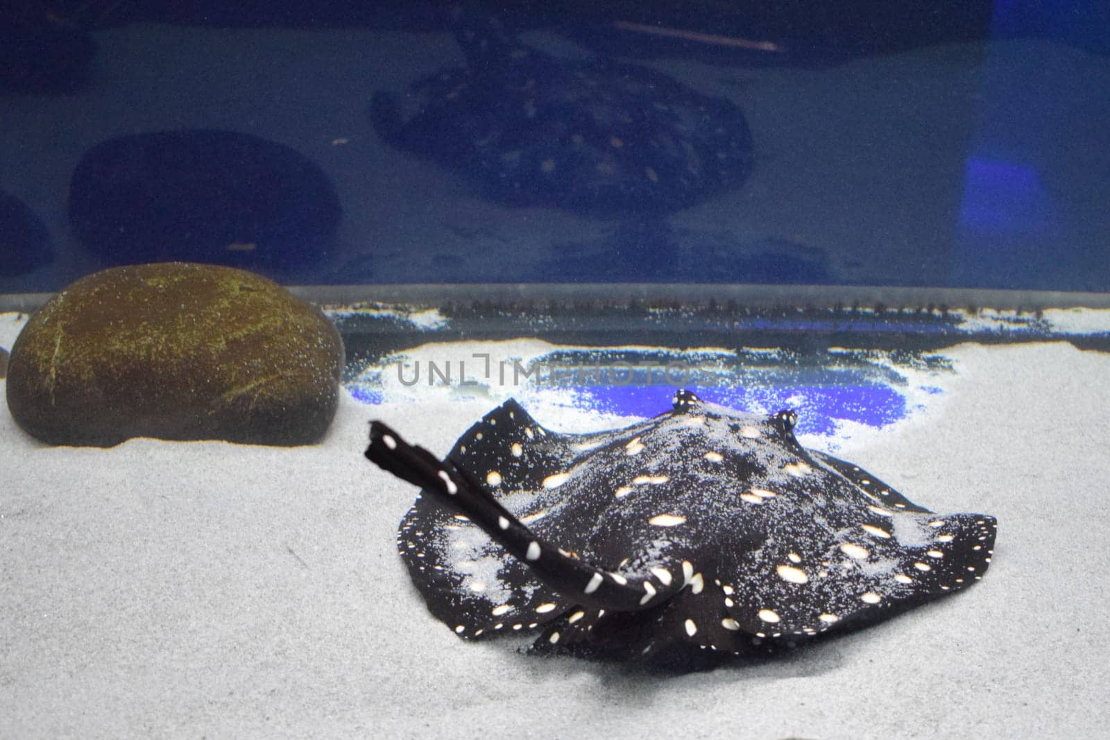 River ray, White-blotched river stingray ,Potamotrygon leopoldi. Black diamond stingray. Marine life, fish.