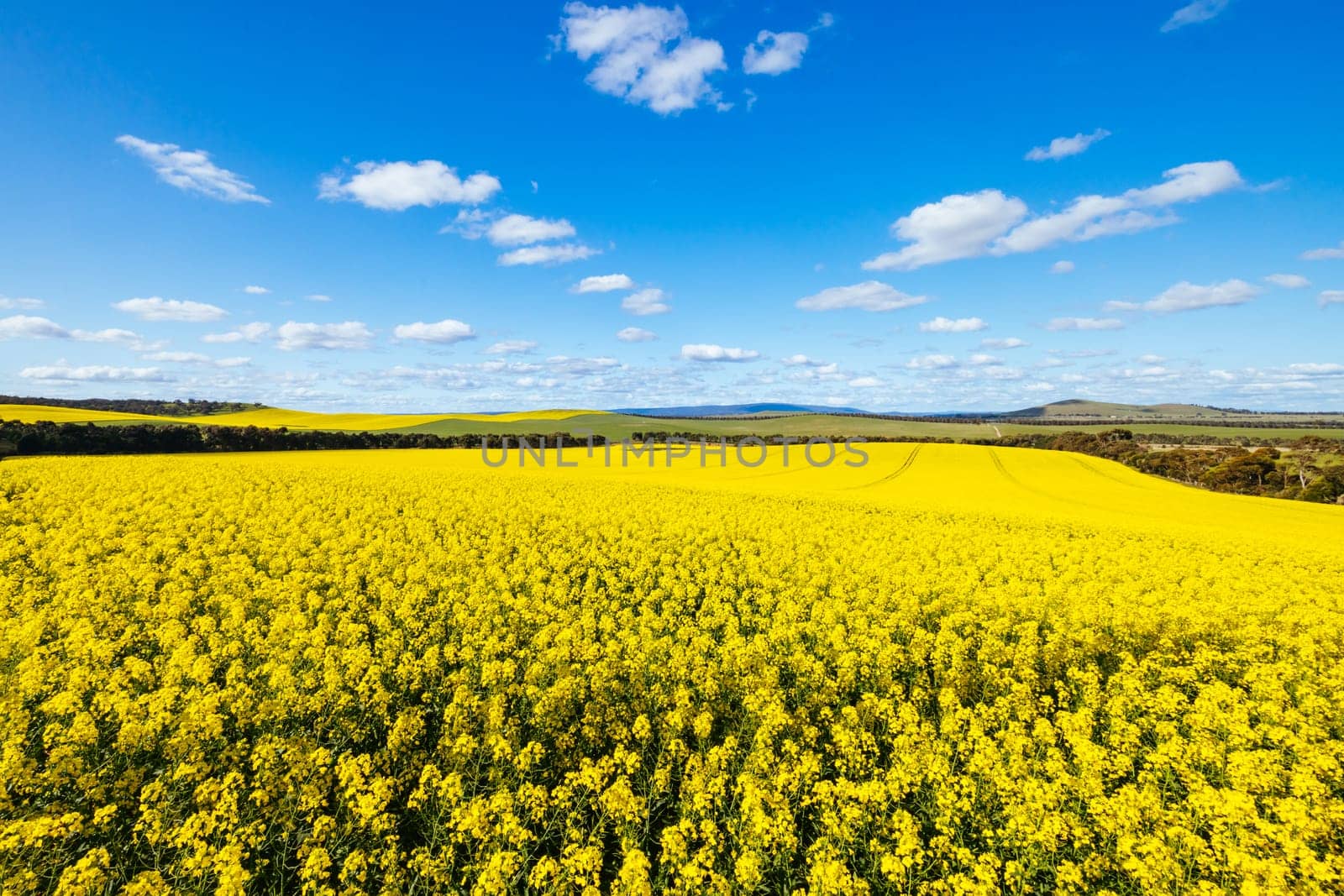 Fields of canola shine on a clear sunny day near Beveridge between old Sydney Rd and the Hume Hwy in Melbourne, Victoria, Australia