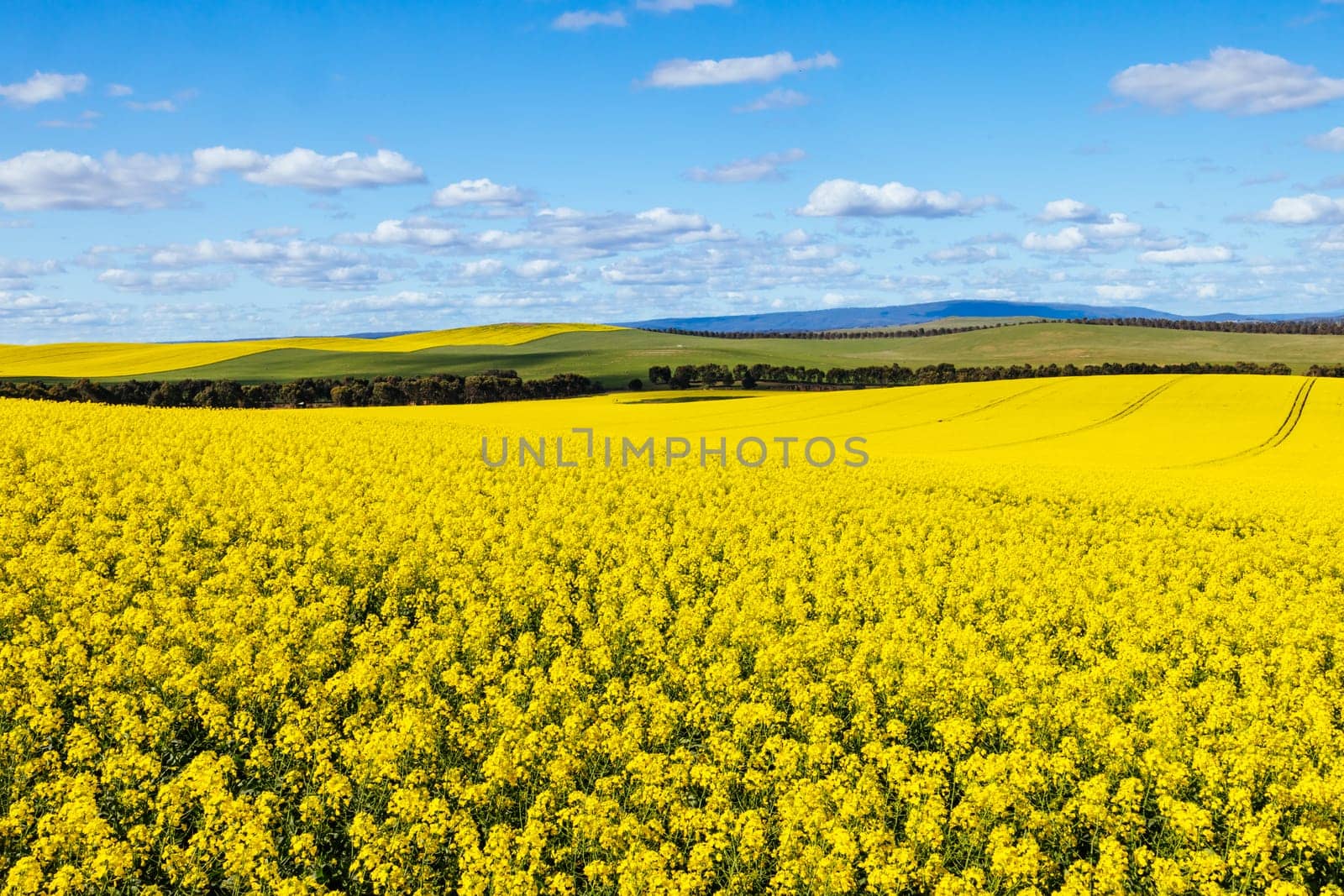 Fields of canola shine on a clear sunny day near Beveridge between old Sydney Rd and the Hume Hwy in Melbourne, Victoria, Australia