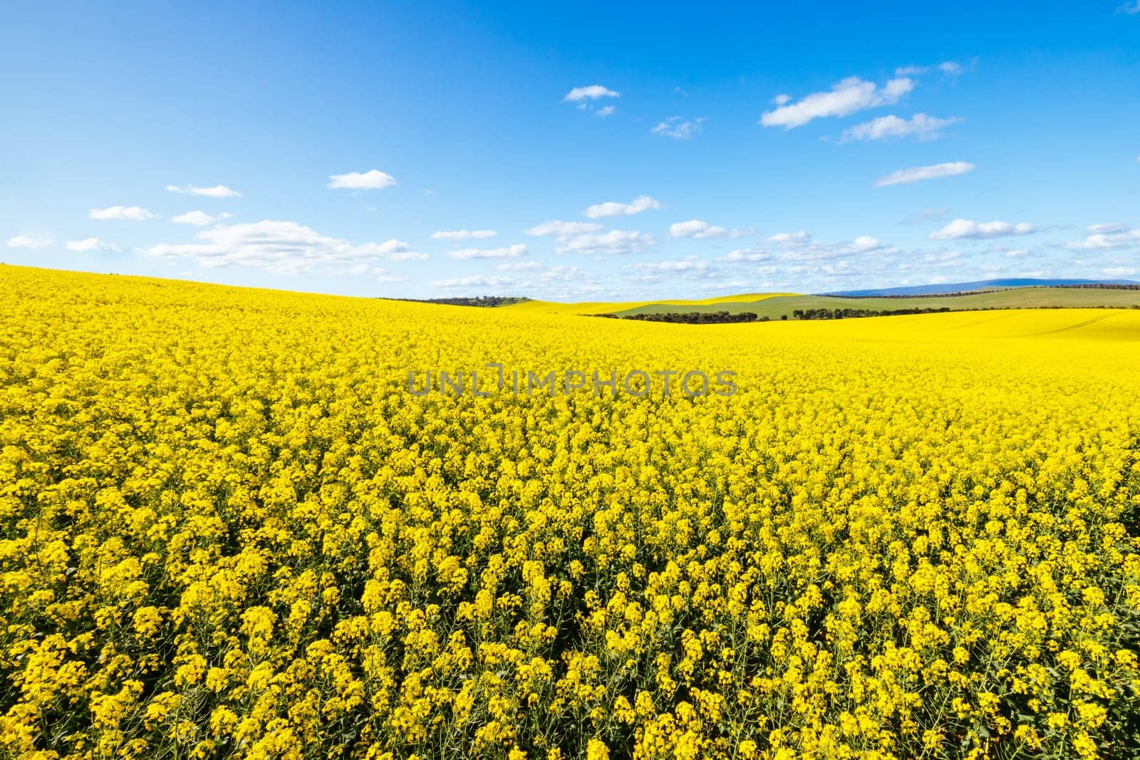 Fields of canola shine on a clear sunny day near Beveridge between old Sydney Rd and the Hume Hwy in Melbourne, Victoria, Australia