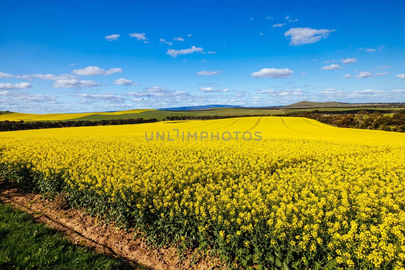 Fields of canola shine on a clear sunny day near Beveridge between old Sydney Rd and the Hume Hwy in Melbourne, Victoria, Australia