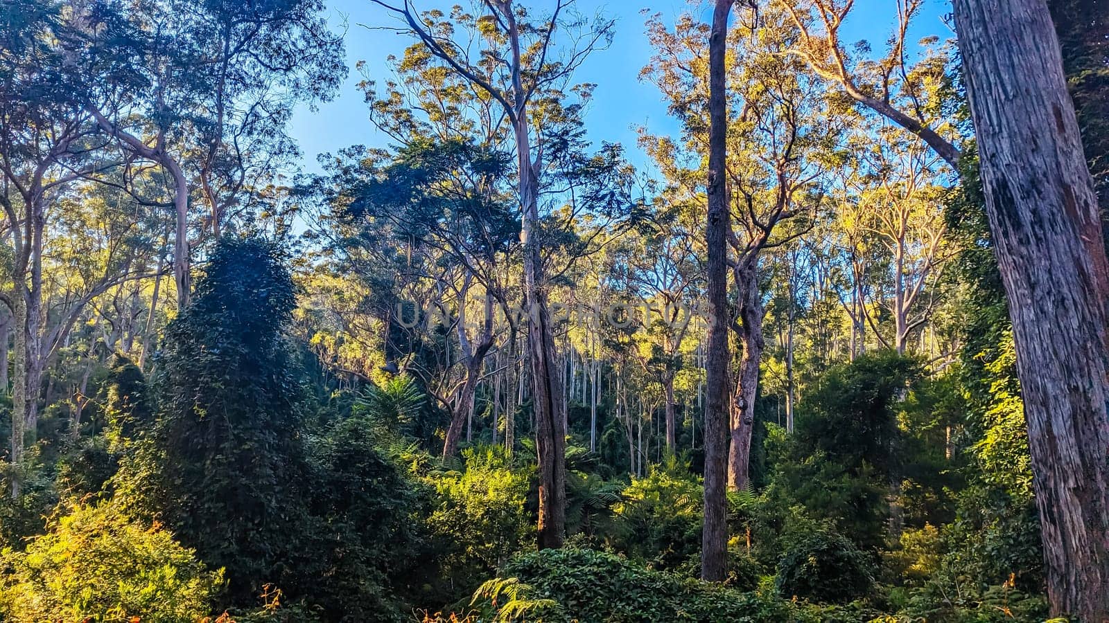 Narooma mountain bike trails near Dalmeny in New South Wales south coast, Australia
