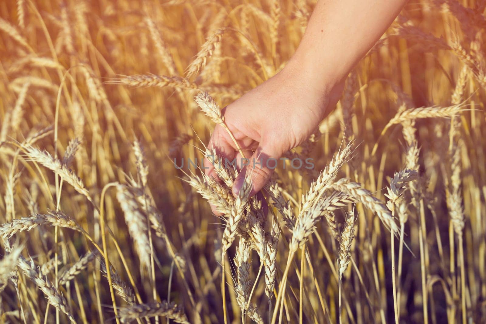 A man's hand holds spikelets of ripe wheat with grain on the background of a golden field and the sky. The farmer carefully checks the quality of the crop.