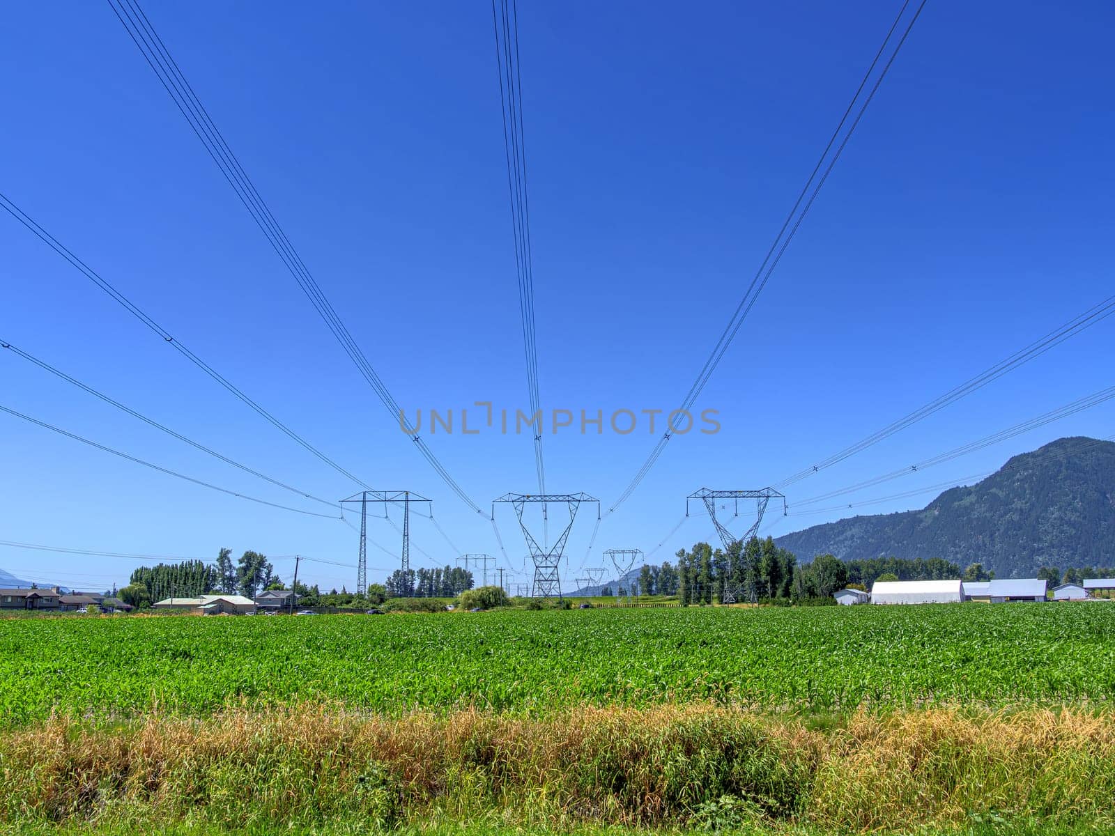 High voltage power lines going over farmer's corn field on sunny summer day in Fraser valley