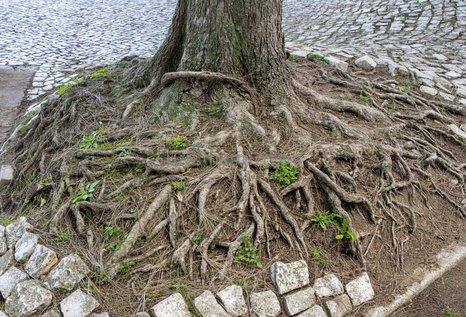 View of big tree root in city park - ecology by Studia72