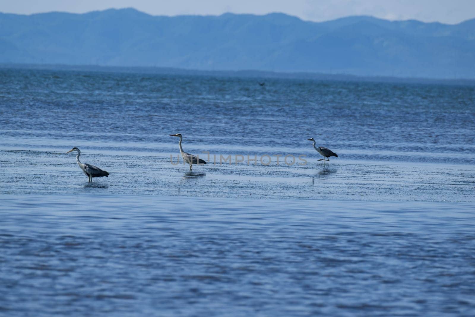 grey herons on the sea in the bay