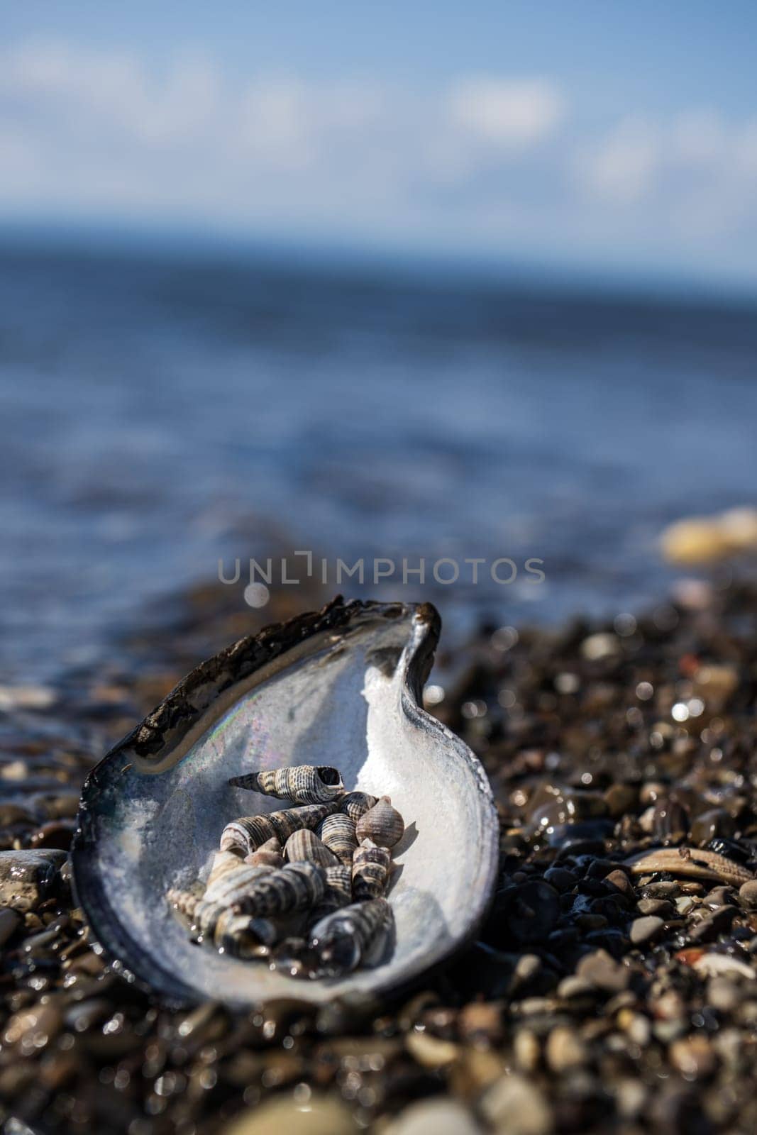 Seashells on a pebble beach in the summer