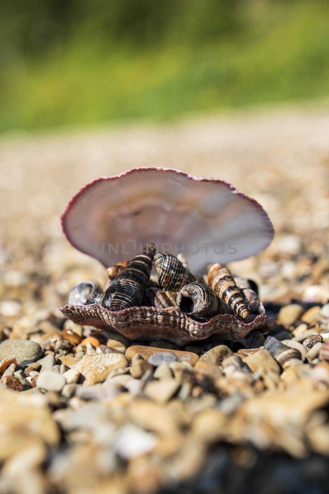 Seashells on a pebble beach in the summer