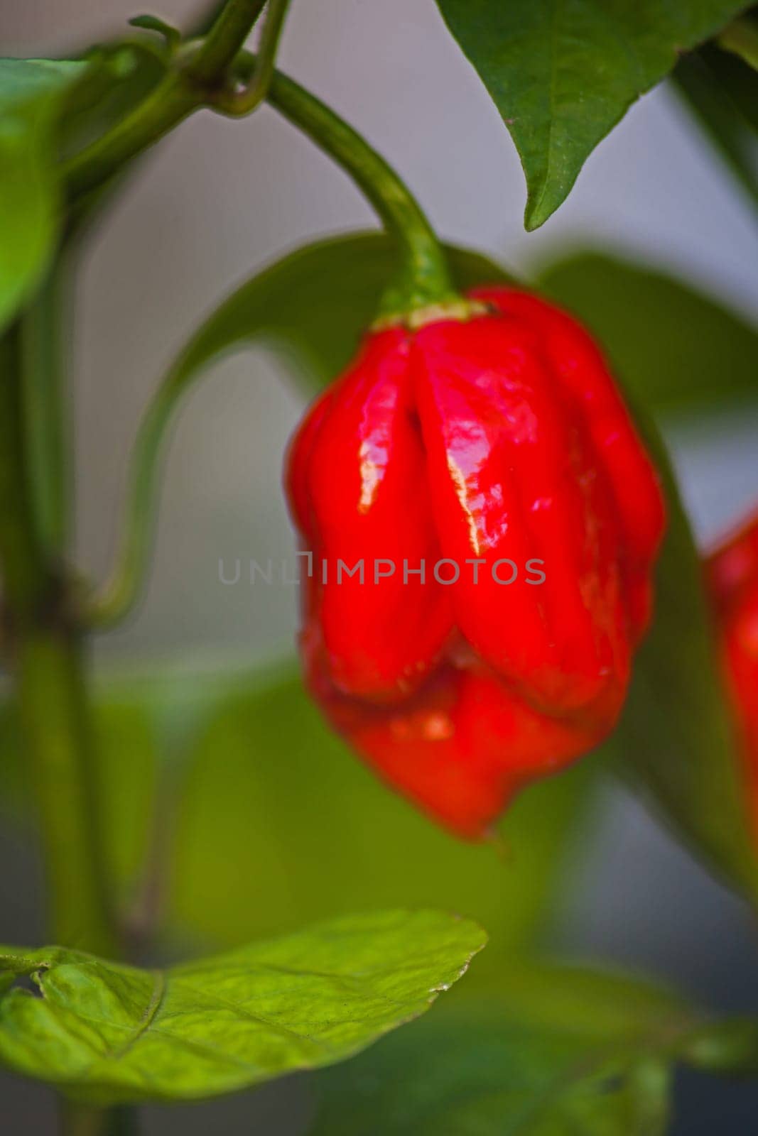 Fresh Carolina reaper chili Capsicum chinense 15383 by kobus_peche