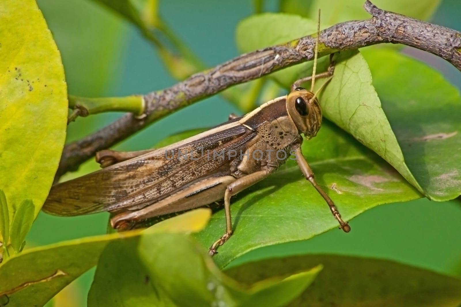 Grasshopper (Cyrtacanthacris aeruginosa) 13458 by kobus_peche