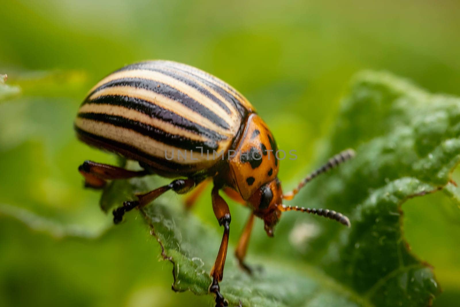 Colorado potato beetle on potato sprouts close-up