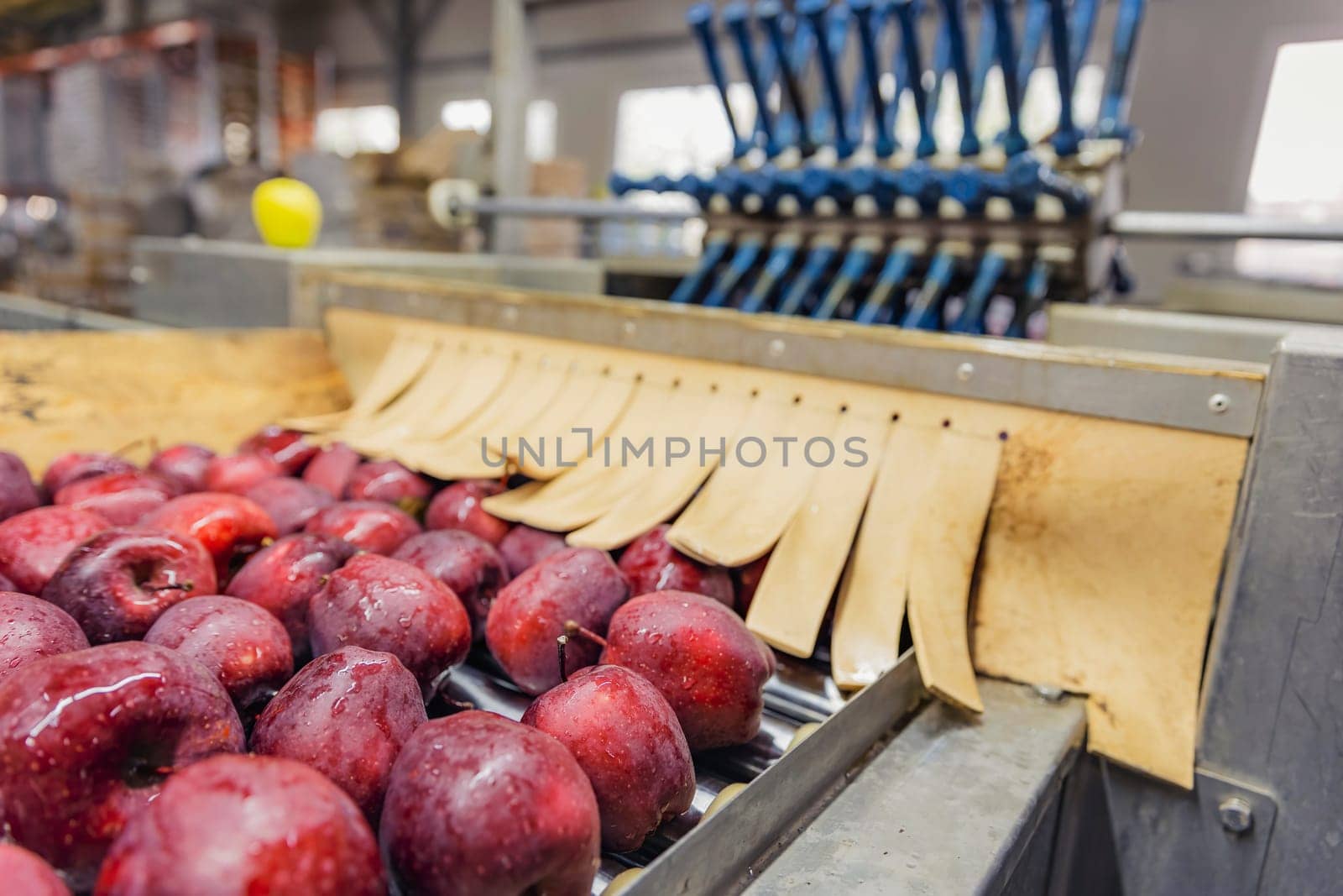 automatic apple picking line by zokov