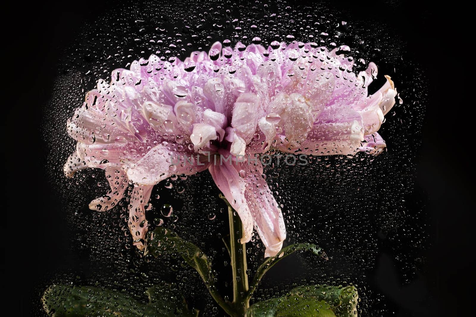 Creative photo of the Dark Rossano chrysanthemum on black background with water splashes