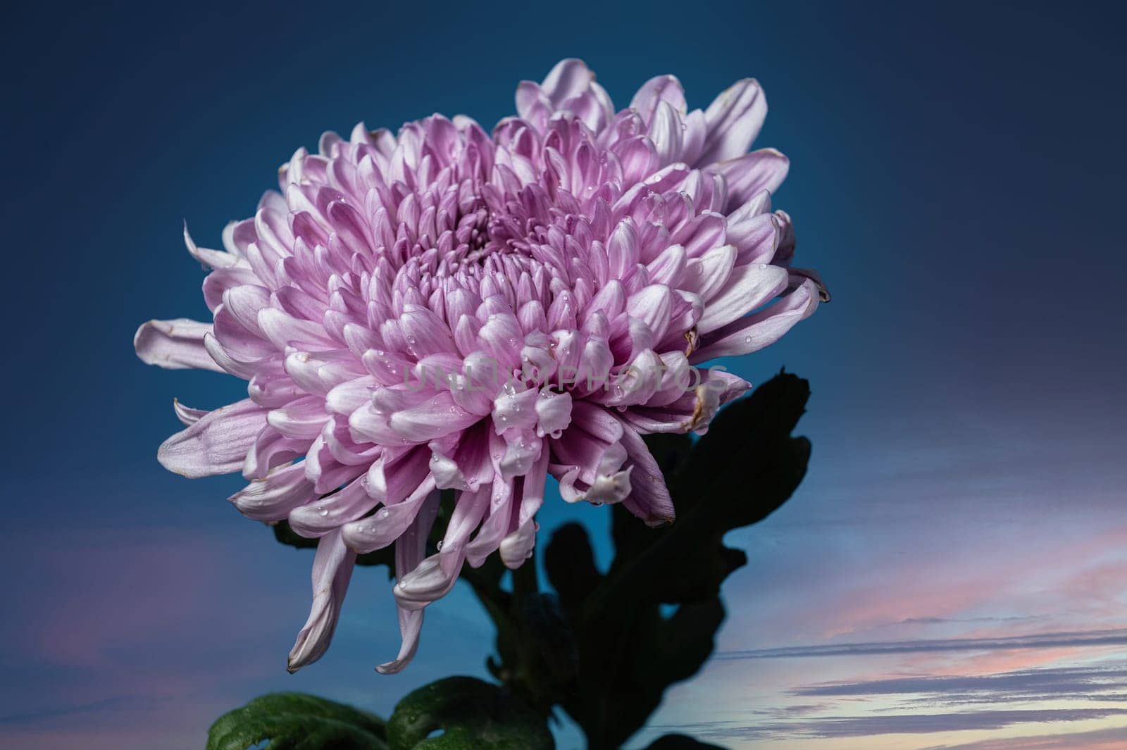 Dark Rossano chrysanthemum on blue sky background. Flower head close up.