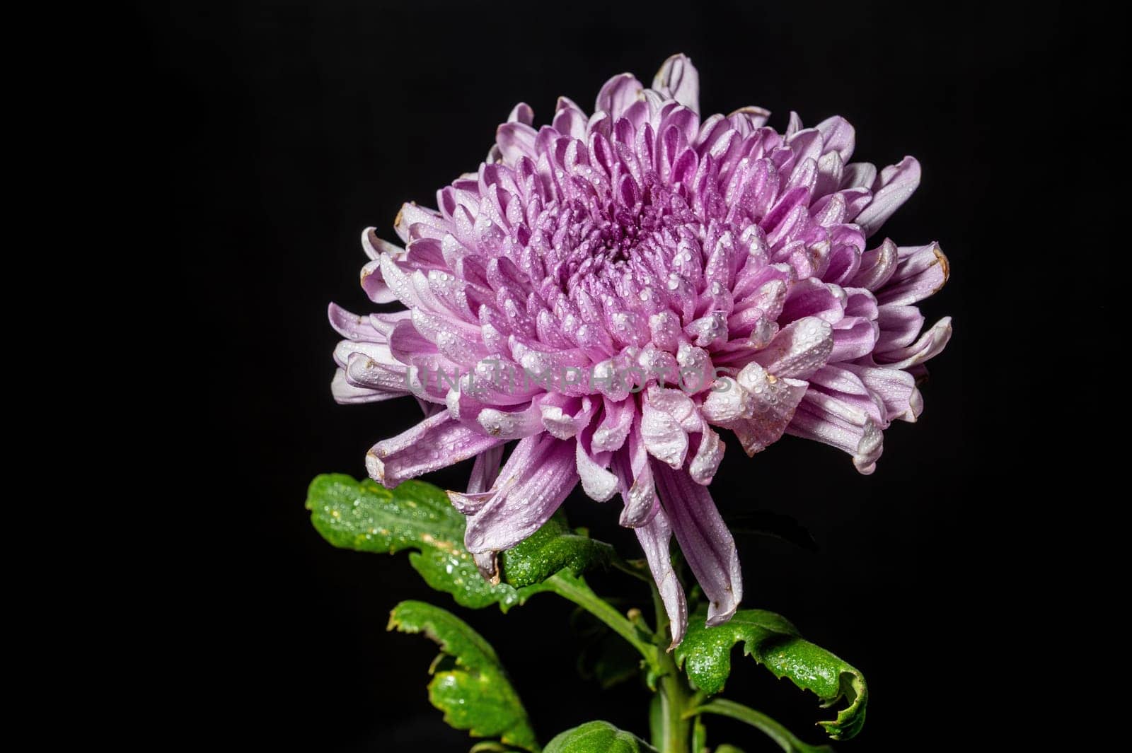 Dark Rossano chrysanthemum on black background. Flower head close up.