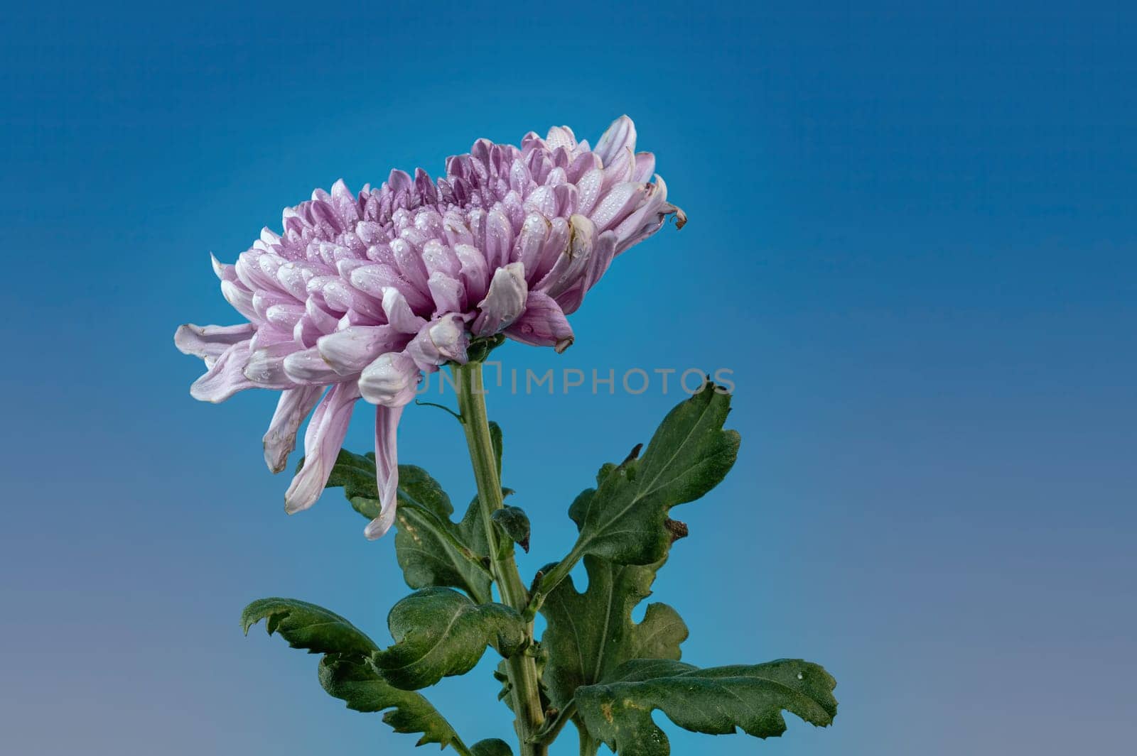 Dark Rossano chrysanthemum on blue background. Flower head close up.