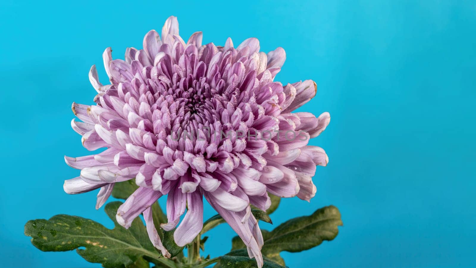 Dark Rossano chrysanthemum on blue background. Flower head close up.