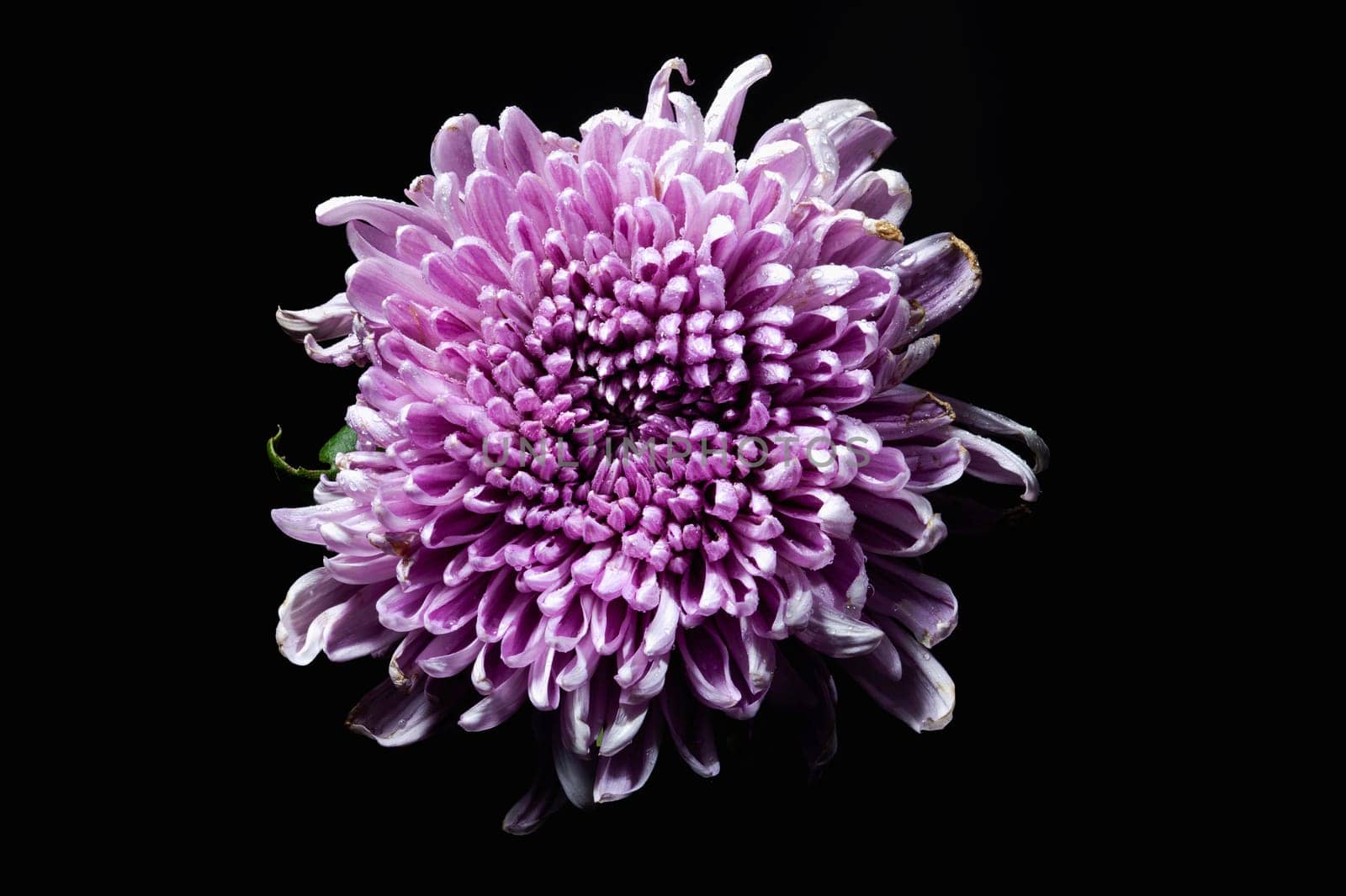 Dark Rossano chrysanthemum on black background. Flower head close up.