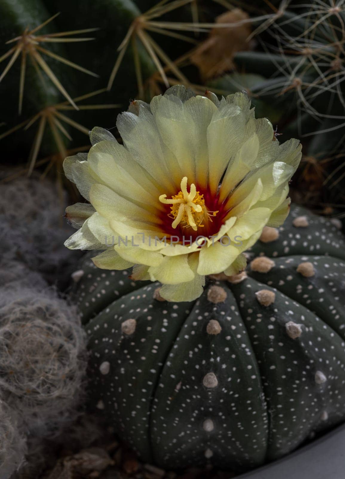 Beautiful yellow flower of Astrophytum asterias (Kabuto cactus) is blooming with Ferocactus echidne as a background. Species of cactus in the genus Astrophytum It has the shape of a ridge that is concave in the middle along the spine. Makes the shape of the tree (form) look like a star, Succulent Plant, Cactus flower, Selective focus.
