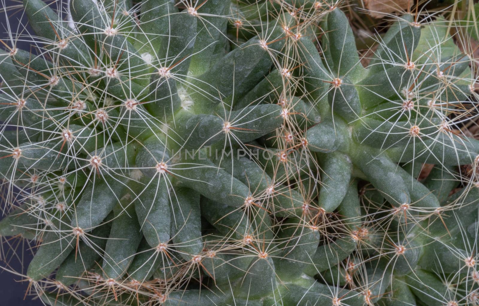 Detail of Mammillaria longimamma with sharp white prickles. Prickly green Finger cactus, Succulent Plant, Cactus flower, Space for text, Selective focus.