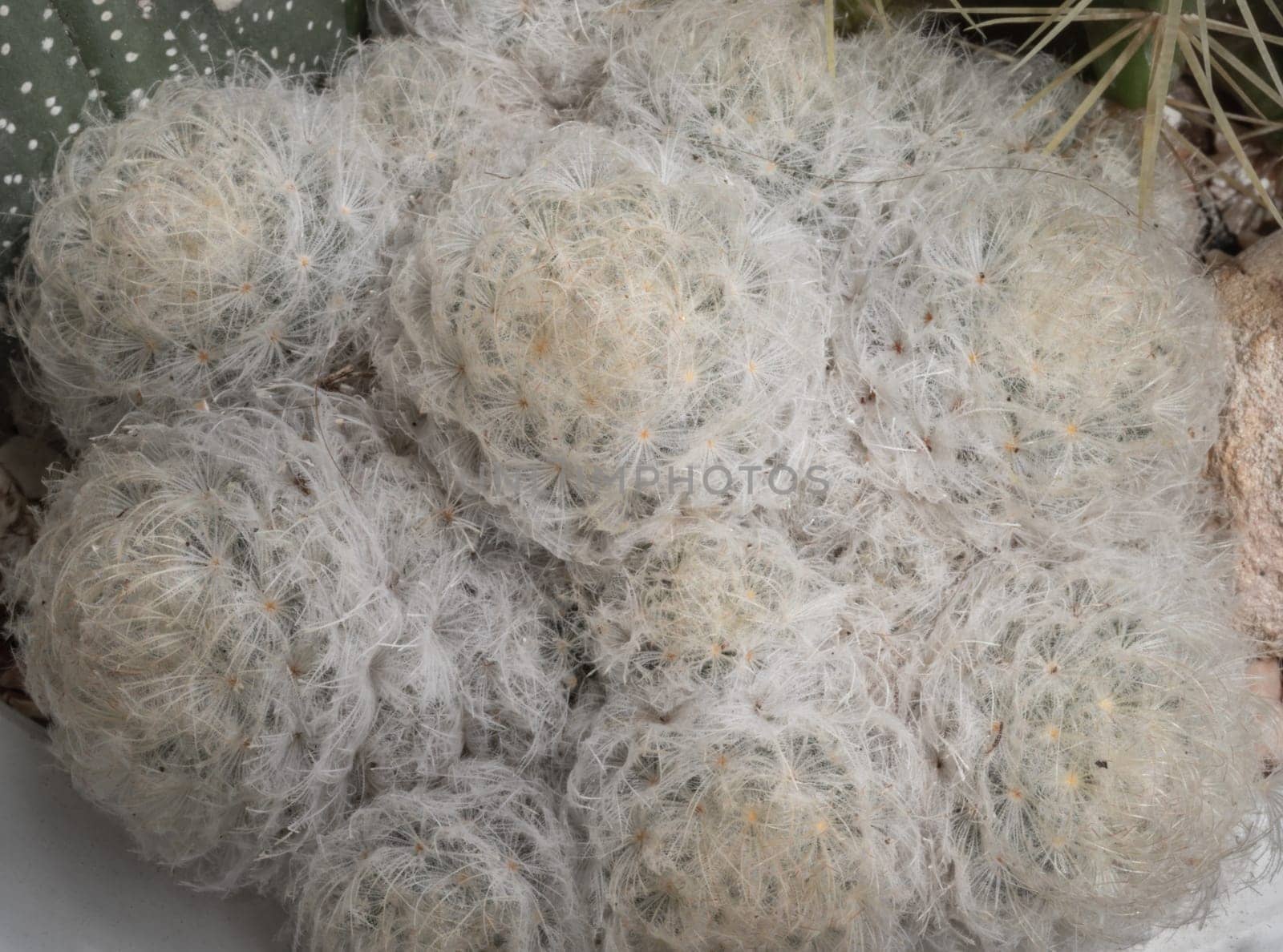 Beautiful of Feather Cactus ( Mammillaria plumosa F.A.C.Weber ) cactus Succulent plant spherical green with white feathers covering the stem. Space for text, Selective focus.
