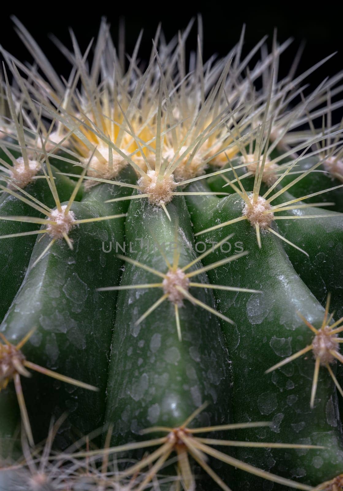 Detail of Ferocactus echidne with sharp white prickles. Prickly green Parodia polyacantha cactus or Parodia langsdorffii plant, Succulent Plant, Cactus flower, Space for text, Selective focus.