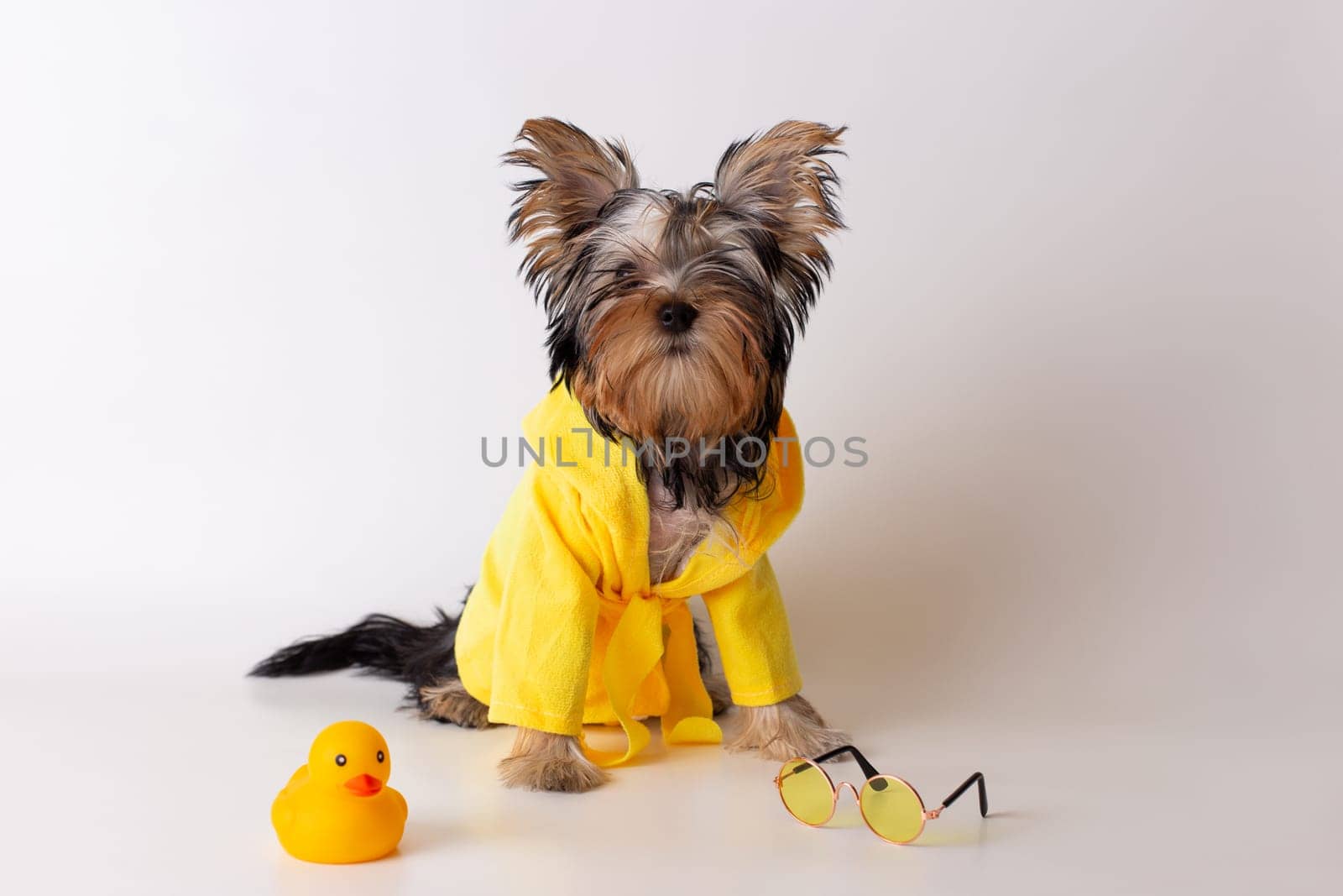 A charming York puppy in a yellow bathrobe with a yellow duck next to it and glasses. Copy space