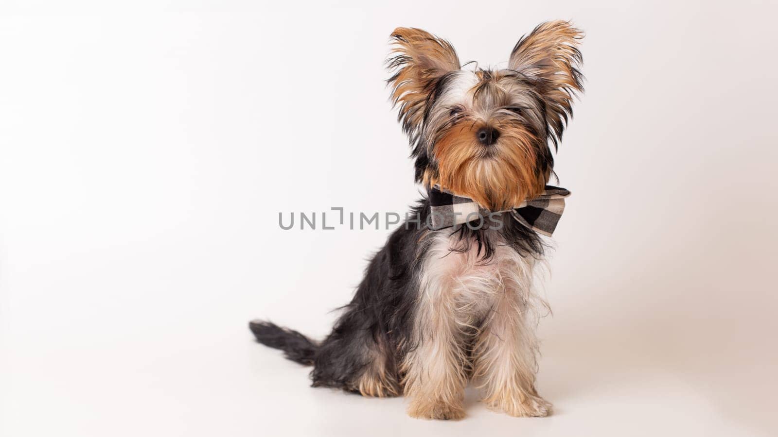 Adorable yorkshire terrier puppy in plaid bow tie sitting against white background.