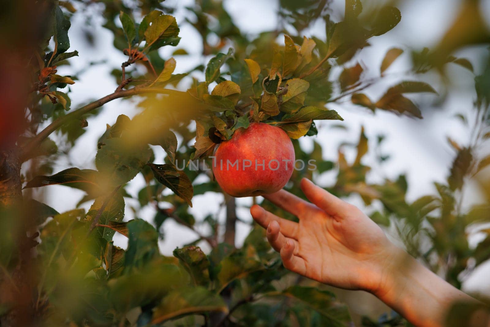 hand reaches for a perfectly ripe apple, apple harvest in the garden in autumn
