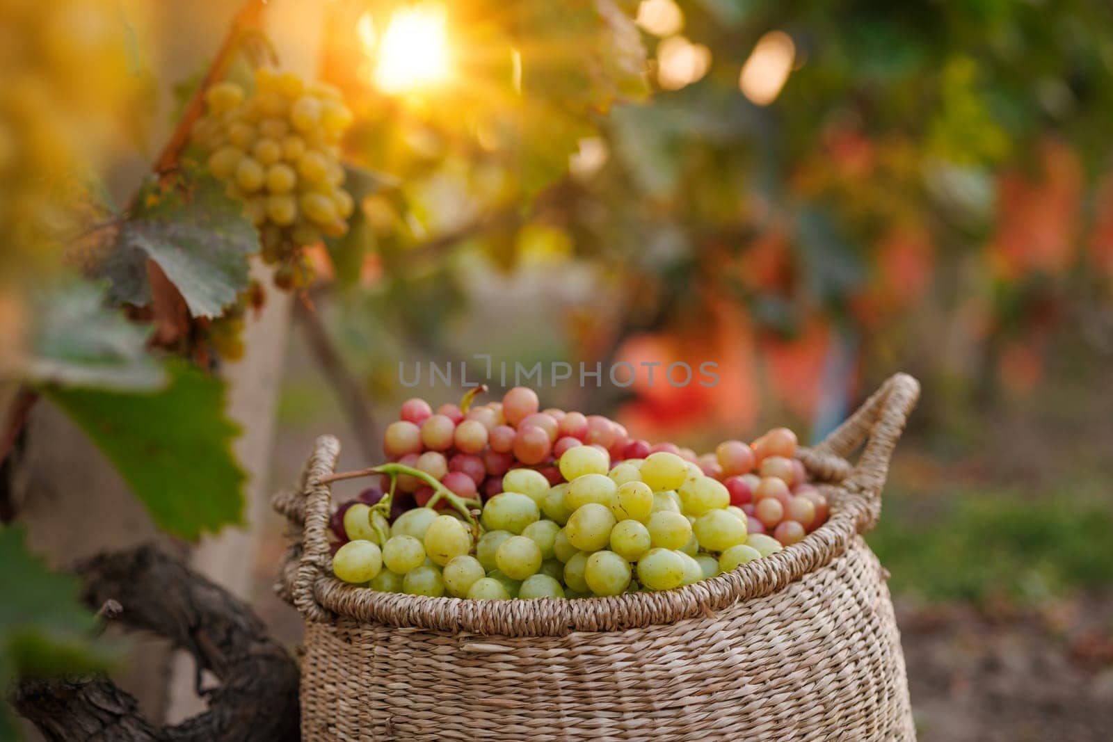 A wicker basket filled with green and red grapes placed among the vines in a vineyard during sunset. grape harvest