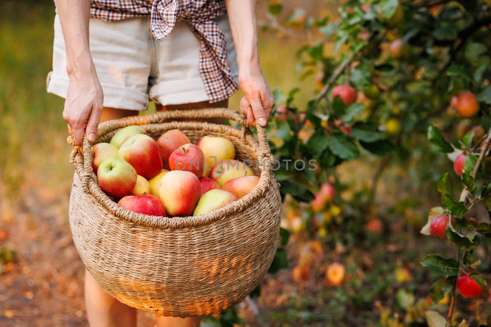 male hands with a basket of ripe apples in nature season, Harvesting Fresh Apples in an Orchard