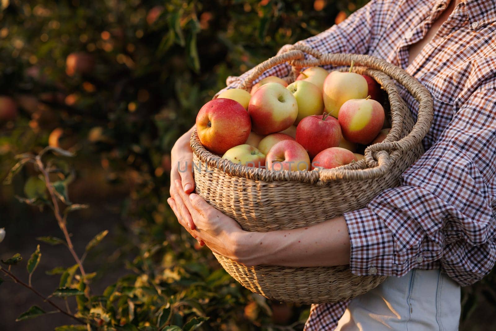 female hands with a basket of ripe apples against the background of a barn garden, Picking fresh apples in the garden