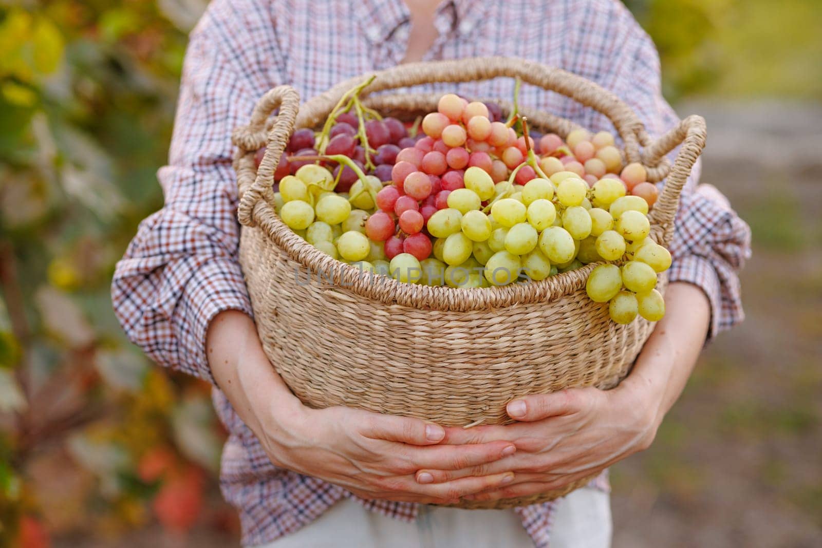 A farmer with a straw hat harvesting ripe grapes in a sunny vineyard, surrounded by grapevines and fruits, symbolizing hard work, dedication, and the beauty of agriculture