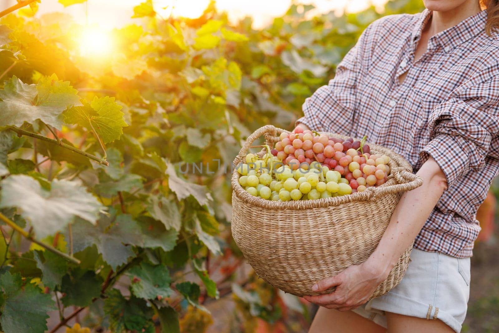 A person holding a large woven basket filled with various types of grapes, standing in a vineyard during sunset. The scene captures the beauty of nature and the harvest season.
