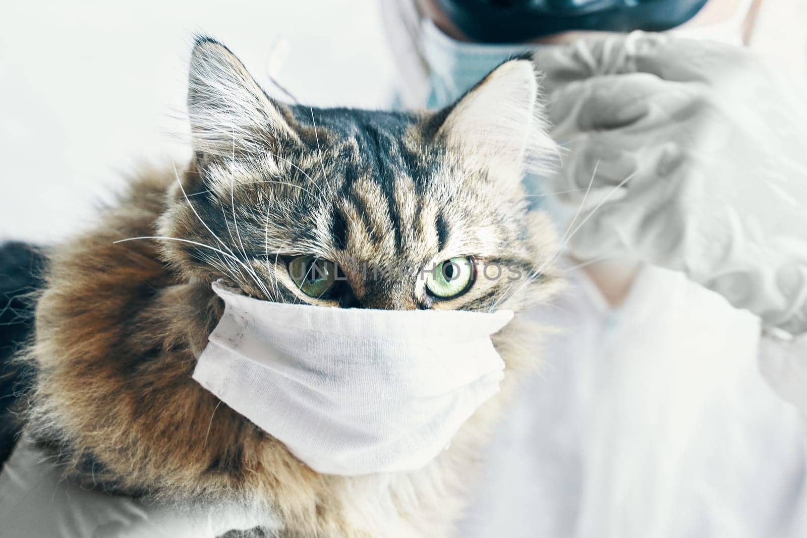 A cat in a face mask and a vet in protective gear show the importance of pet healthcare in a viral epidemic