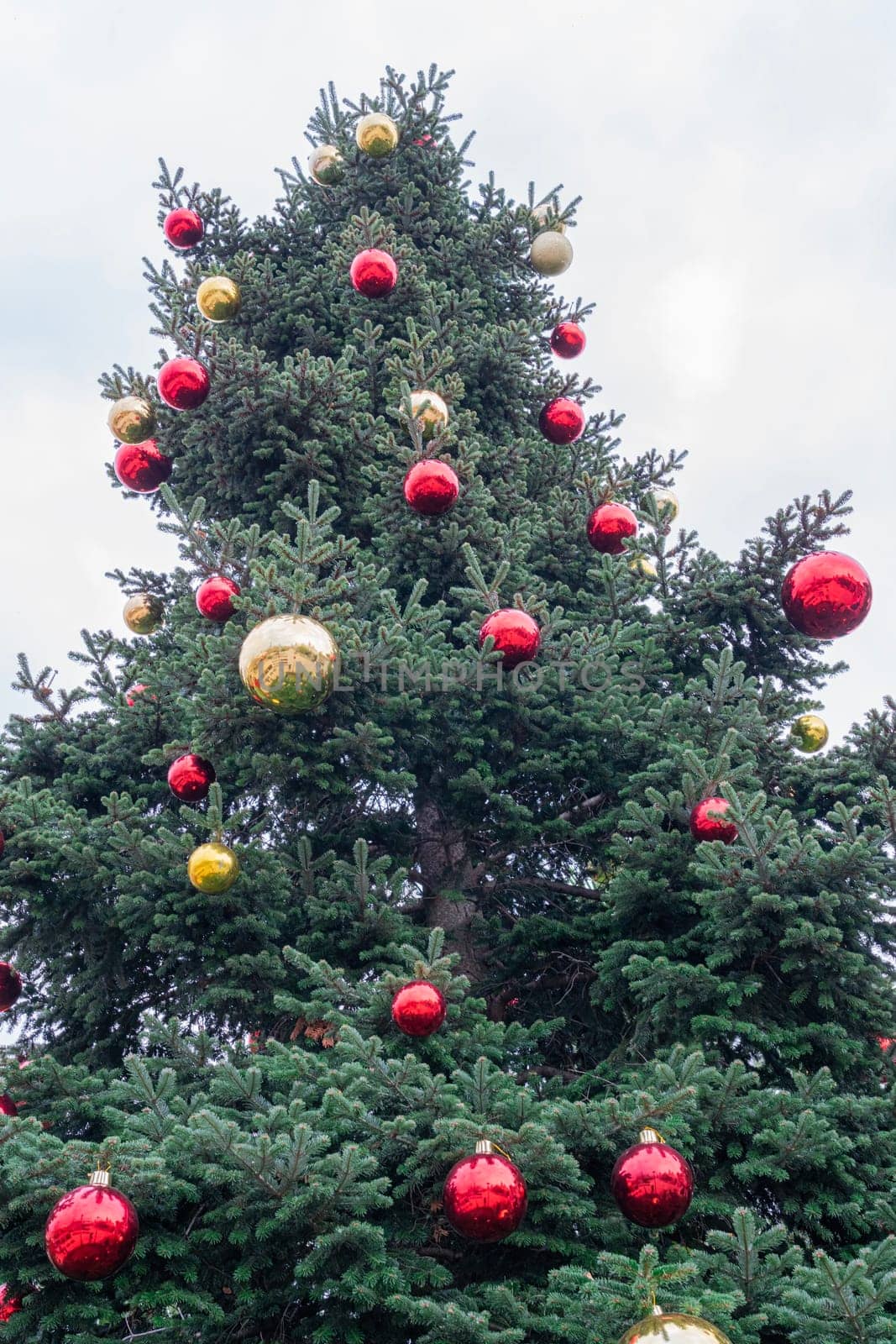 A towering evergreen tree decorated with vibrant red and gold ornaments stands against a cloudy winter sky, capturing the festive spirit of the holiday season.