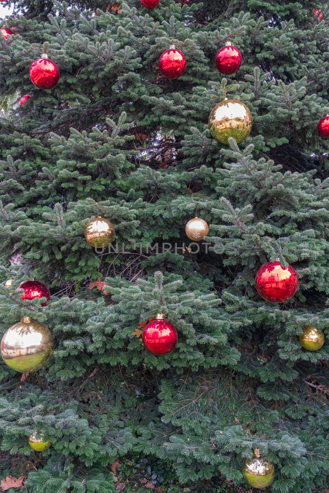 A beautifully decorated Christmas tree displays vibrant red and gold ornaments, showcasing a festive atmosphere perfect for the holiday season in December.