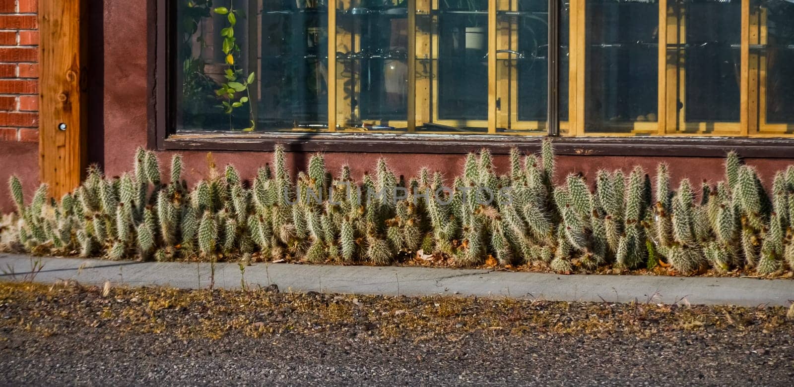 AREGON, USA - MAY 02, 2018: - Blooming prickly pear cacti in the interior of a house in Oregon, USA