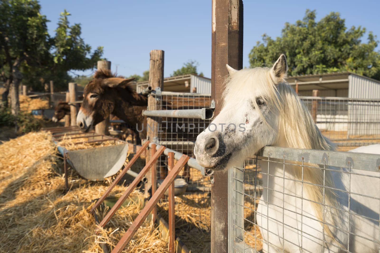 Donkey and pony eating hay on a farm on Cyprus